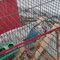 عروس هلندی وطوطی،برزیلی با قغس|پرنده|شهریار, شهرک شاهد|دیوار