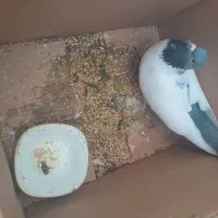 کبوتر گرفتم