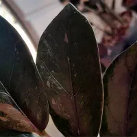 زاموفیلیا سوپربلک شرابی تک شاخه ۸برگی با پاجوش