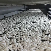 آموزش تولید قارچ دکمه ای،با پشتیبانی