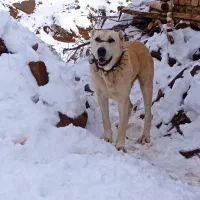 قیمت 15میلون