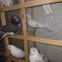 تعدادی کبوتر پرشی