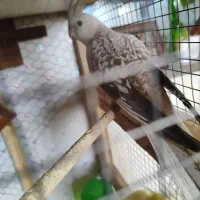 طوطی  الیزابت  ماده ی ساله