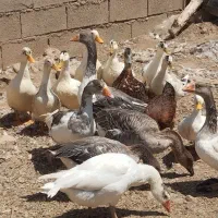 غاز و اردک|حیوانات مزرعه|تربت جام, میان جام|دیوار