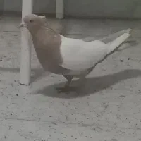 گمشده سرته لیمو ماده