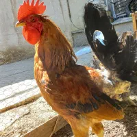 خروس لری و مرغ چهارمحالی