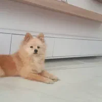 پامرخوشگل وبازیگوش|سگ|قائم‌شهر, |دیوار