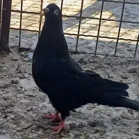 کبوتر تنگ بونی