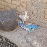 هفترنگ نر