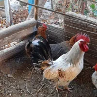 ۱۲ عدد مرغ و خروس