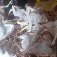 فروش خروس جوان ماشینی تازه کشتارشده|حیوانات مزرعه|قائمشهر, |دیوار