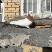 کبوتر|پرنده|مرودشت, ثبت احوال|دیوار