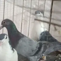 تسبیح کاردست کفتر کبوتر ساده خال|کلکسیون اشیاء عتیقه|تربتحیدریه, شهرک ولیعصر|دیوار