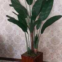 درختچه وارداتی  ۳ تنه ۲۰ برگ