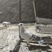 شامی کاکلی|پرنده|سبزوار, قصبه اب یمین|دیوار