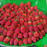 کارگر ساده برای کار