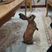 خرگوش