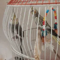 عروس هلندی|پرنده|لاهیجان, طالقانی|دیوار