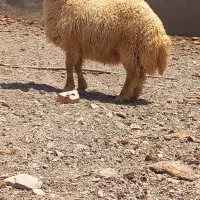 بره قوچی