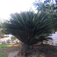 فروش گل سیکاس ۱۵ ساله|گل و گیاه طبیعی|بهشهر, |دیوار