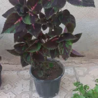 گلهای طبیعی ابهر