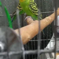 ۳عدد مرغ عشق|پرنده|ایلام, |دیوار