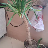 فروش یوکا