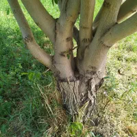 انجام انواع پیوند تخصصی روی گردو وسایر میوهجات