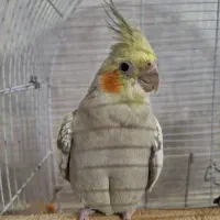 عروس هلندی بالغ|پرنده|شاهین‌شهر, طالقانی|دیوار