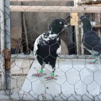 افغونی دم سفید