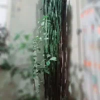 کاکتوس