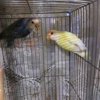 ۷جفت مولد با۴تاجوجه فوری تا۱۲شب|پرنده|اصفهان, شیخ اشراق|دیوار