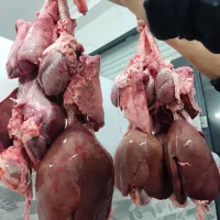 جیگر سفید گوسفندی کشتار روز