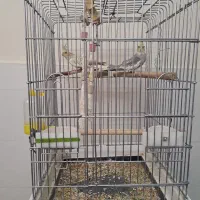 عروس هلندی جفت سالم وسرحال|پرنده|اسلامشهر, شهرک مهدیه|دیوار