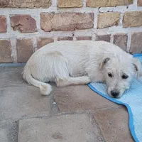 واگذاری توله ۶ ماهه