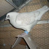 کفتر یا کبوتر|پرنده|اشکذر, |دیوار