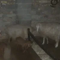 گوسفند جوان سال اول زایش کردن