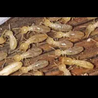 سمپاشی ساس سم پاشی سوسک موریانه صددرصد تضمینی