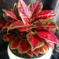 گل طبیعی|گل و گیاه طبیعی|نیشابور, گنبد سبز|دیوار