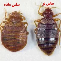 سمپاشی ساس موریانه سوسک موش گارانتی دوساله سم پاشی