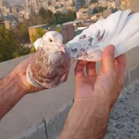 سار سرور نر پرشی مست مست