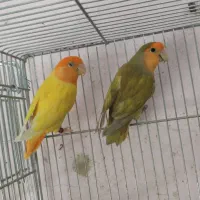 جفت طوطی برزیلی اوپال|پرنده|شیراز, پانصد دستگاه ارتش|دیوار