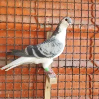 ساده مگسی