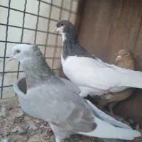 کبوتر|پرنده|قزوین, |دیوار