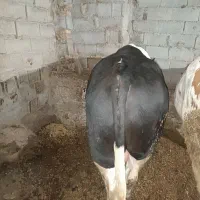 گوساله نر سیمیتال گوشتی