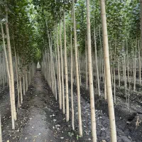 بهـاری سبـز با نــهــالهای تخـفیفدار شروع کن