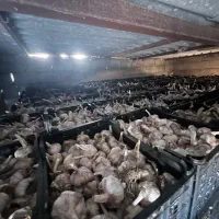 سیر بذری سورت شده تمیز