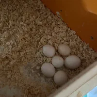 عروس هلندی مولد|پرنده|فردیس, ثابتی|دیوار