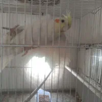 عروس هلندی نر