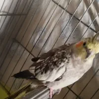 عروس هلندی ماده بالق